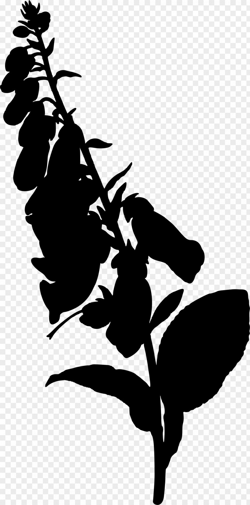 Osmanthus Flower Foxgloves Silhouette PNG