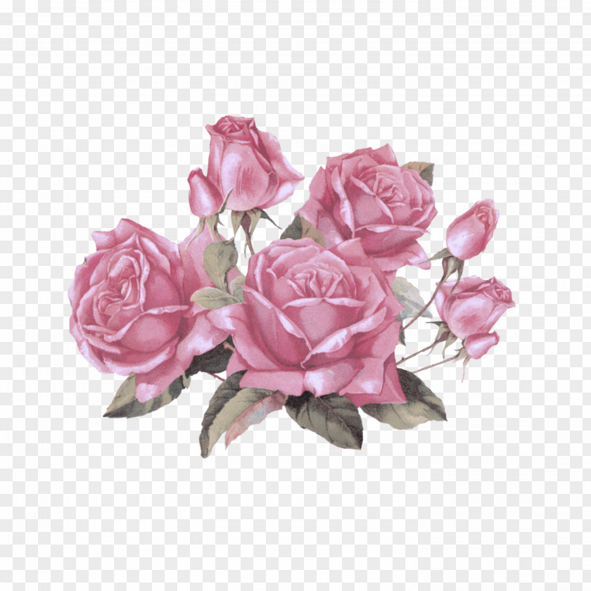 Plant Petal Garden Roses PNG