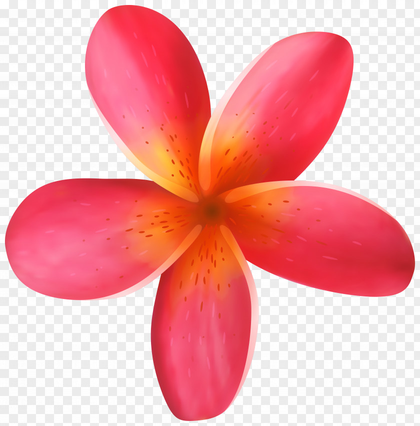 Tropical Flower Clip Art Image PNG
