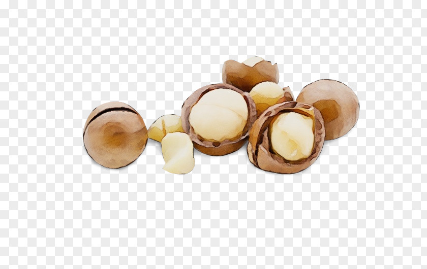 Bead Food Macadamia Nut Beige Jewellery Plant PNG
