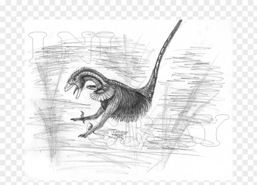 Beak Velociraptor Drawing Sketch PNG
