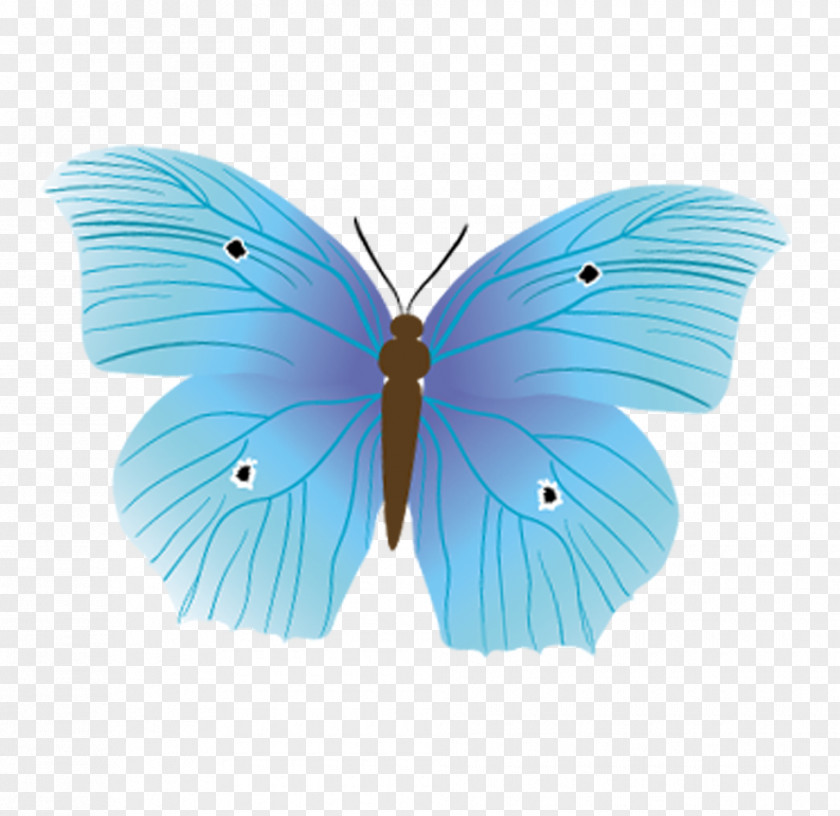 Blue Butterfly Diagram Nymphalidae Insect PNG