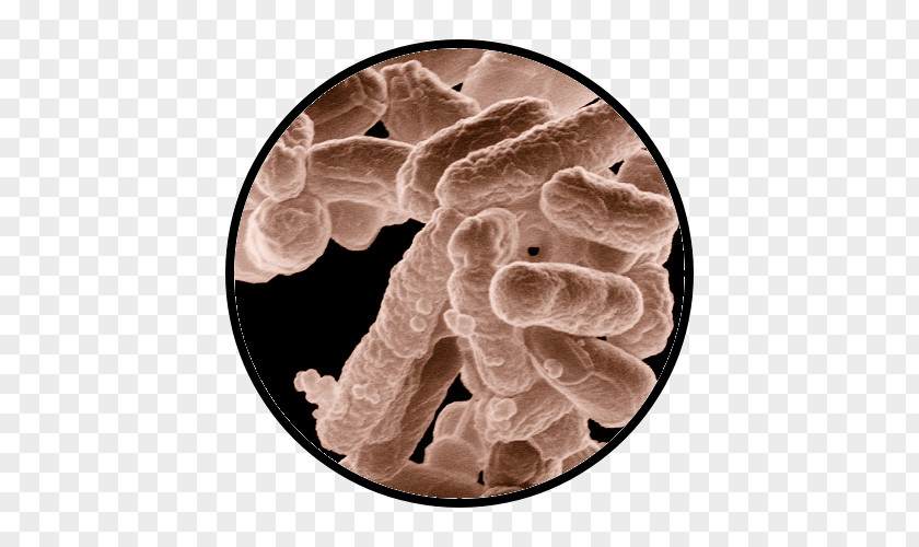 E Coli Bacteria Science Medicine Microbiology Microorganism PNG