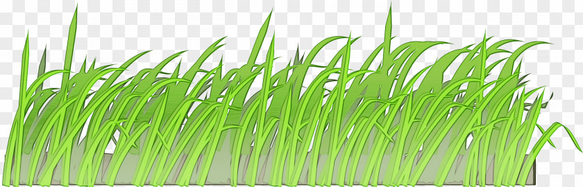 Fodder Grass Family Green Background PNG