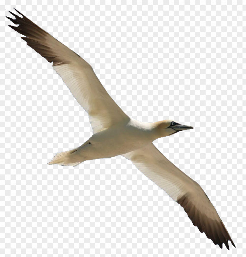 Overlapping Bird Gannet Migration Cygnini Flight PNG