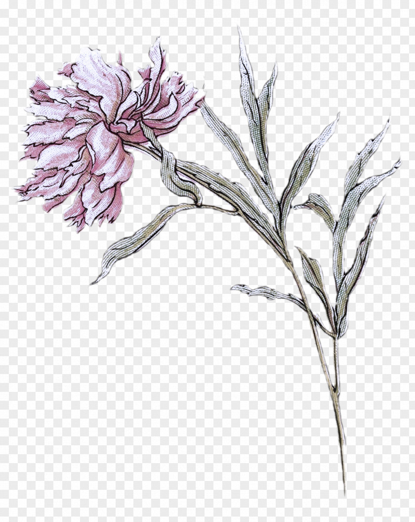 Plant Stem Dianthus Flower Pedicel Pink Family Drawing PNG