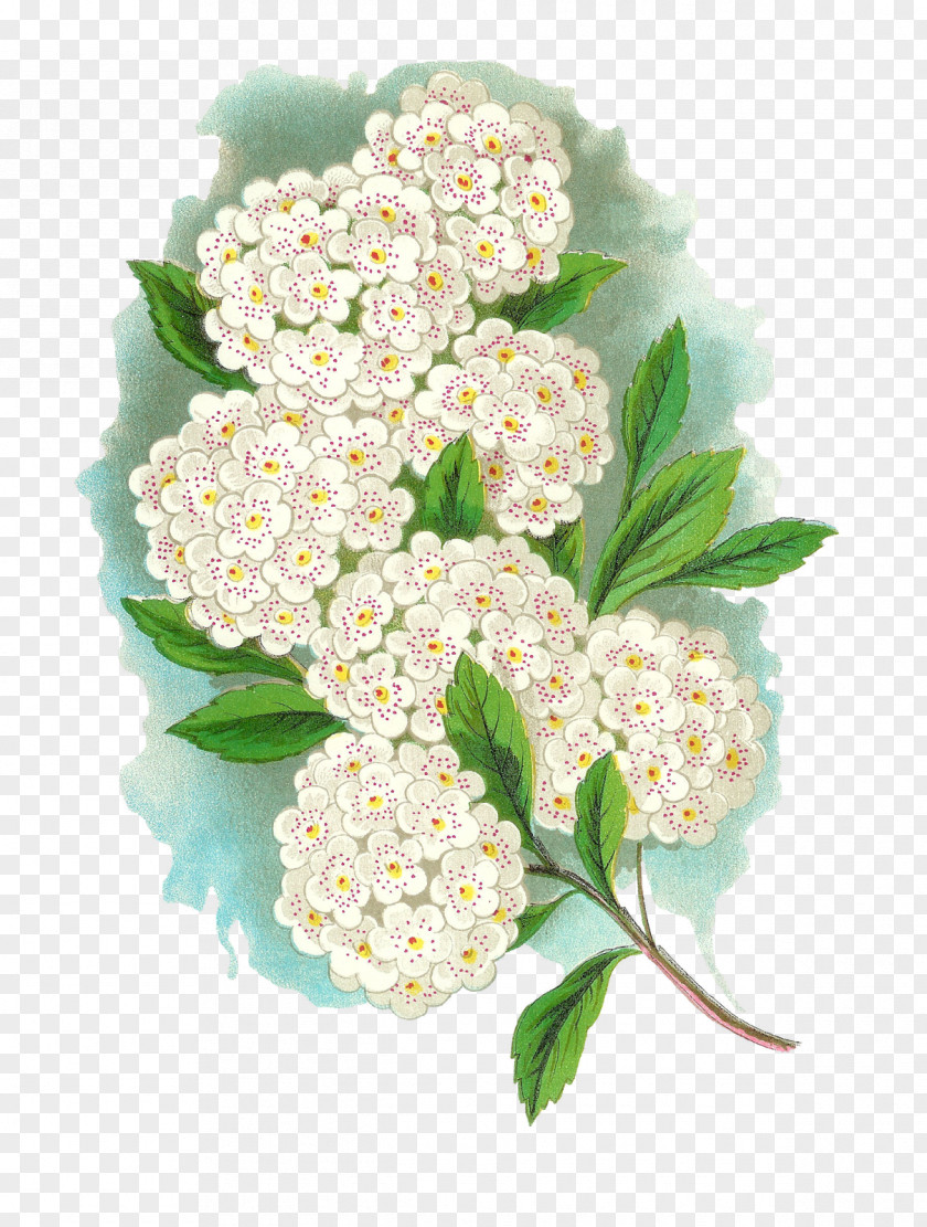 Botanical Flowers Flower Bridal-wreaths Clip Art PNG