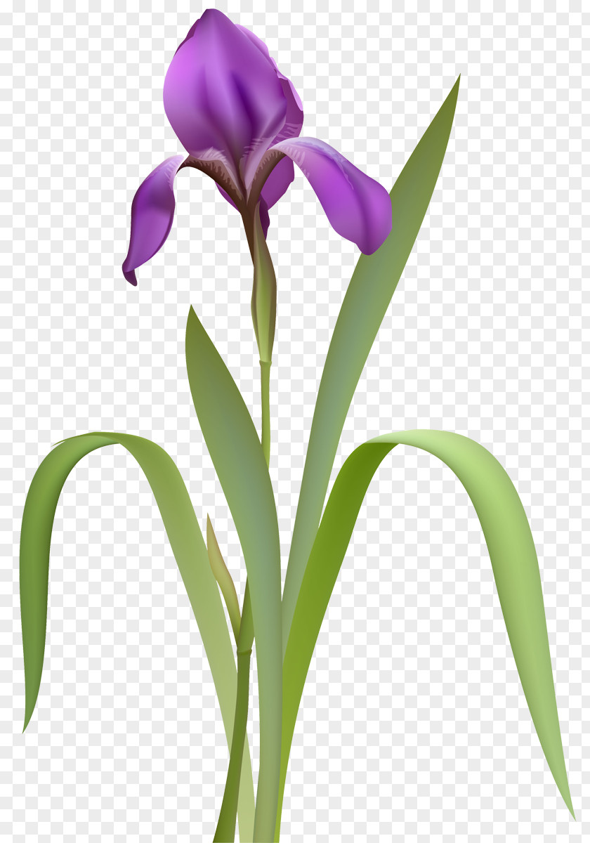 Eye Iris Flower Data Set Stock Photography Royalty-free PNG