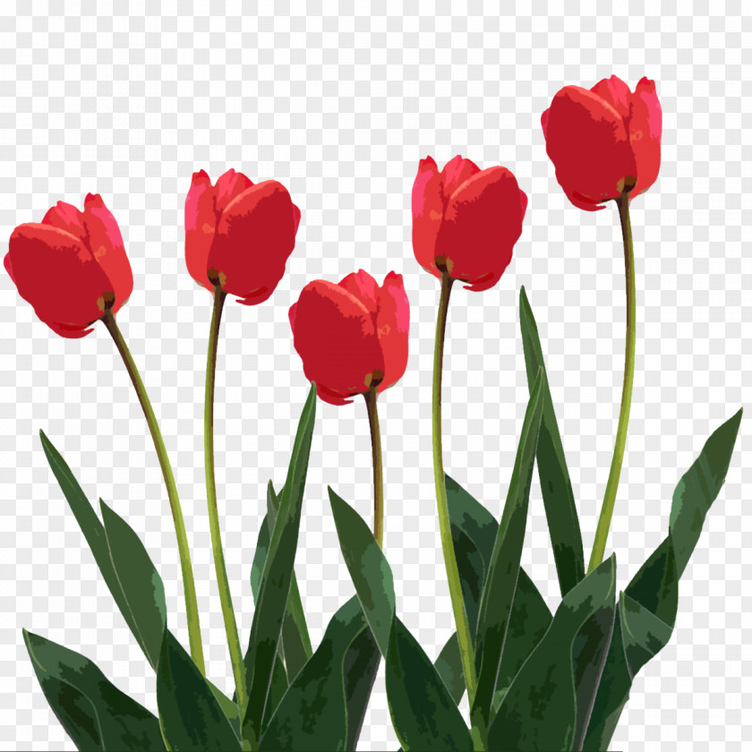 Mothers Day Tulip Flower Clip Art PNG