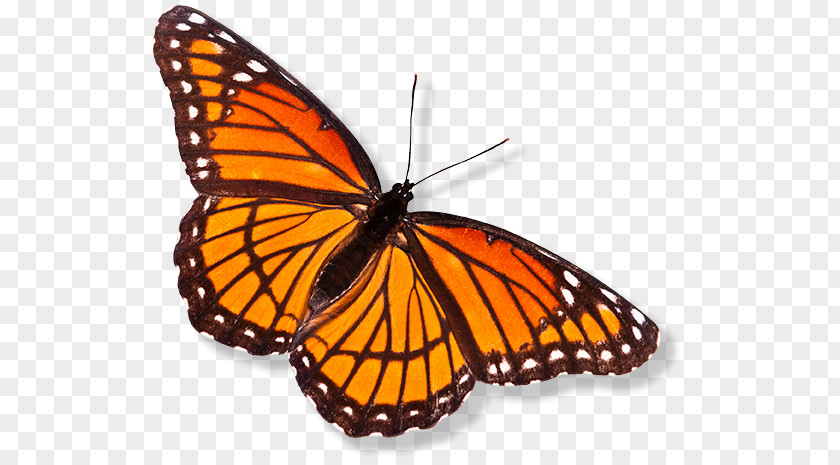 Native Flower Monarch Butterfly Pieridae Brush-footed Butterflies Insect PNG