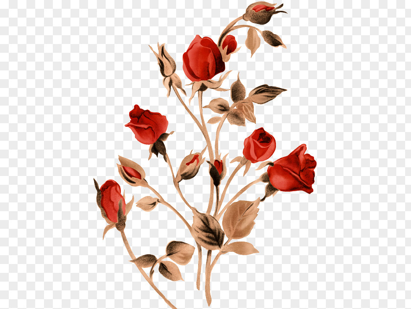 Rose Garden Roses PNG