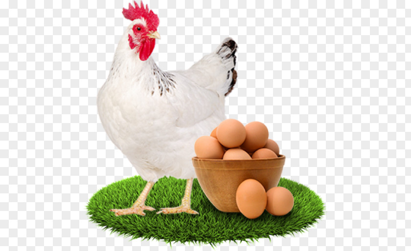 Chicken Egg Stock Photography Poultry Fowl PNG