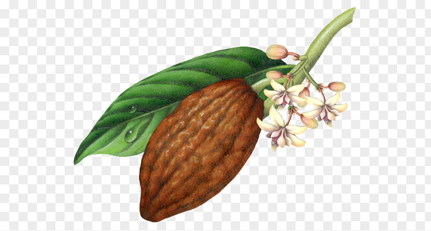 Chocolate Theobroma Cacao Cocoa Bean Botanical Illustration PNG