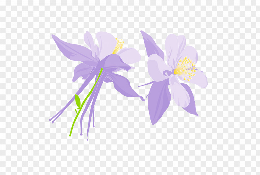 Columbine Putih Graphics Illustration Desktop Wallpaper Computer Font PNG