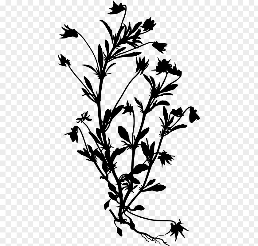 Silhouette Grass European Field Pansy Köhler's Medicinal Plants PNG