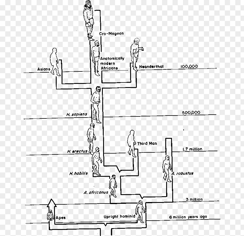 Tree Timeline Neandertal The Third Chimpanzee Homo Sapiens Primate PNG