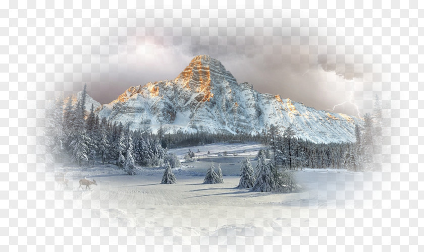 Forest Desktop Wallpaper Mount Chephren Winter Landscape PNG