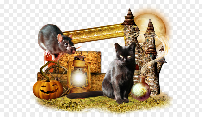 Free Tom And Jerry Buckle Material Halloween Kitten Cucurbita Cat PNG