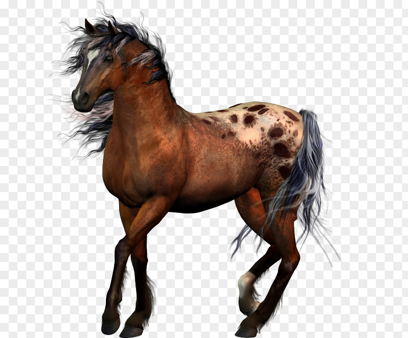 Horse Equestrian Clip Art PNG