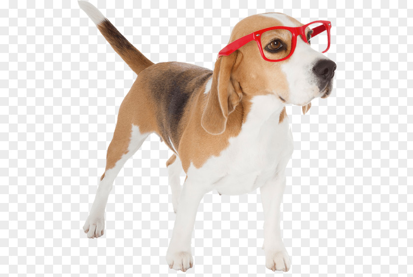 Pet Fence Beagle Harrier English Foxhound Finnish Hound Drever PNG