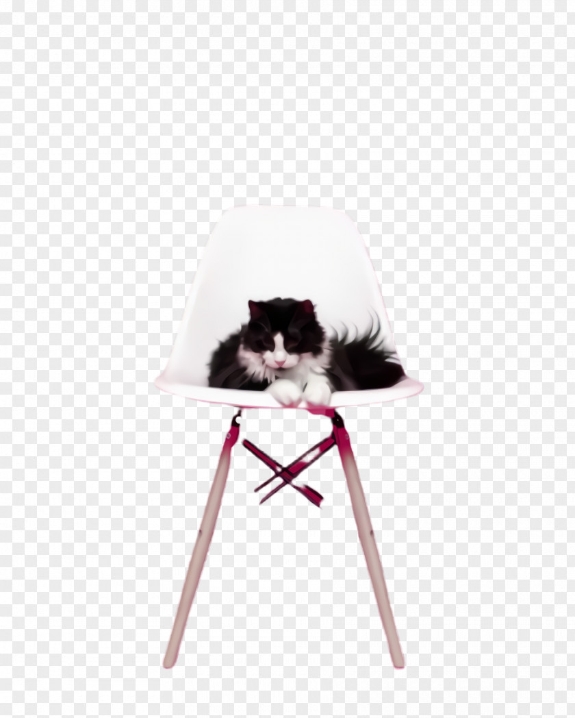 Sitting Furniture White Cat Small To Medium-sized Cats Kitten Whiskers PNG