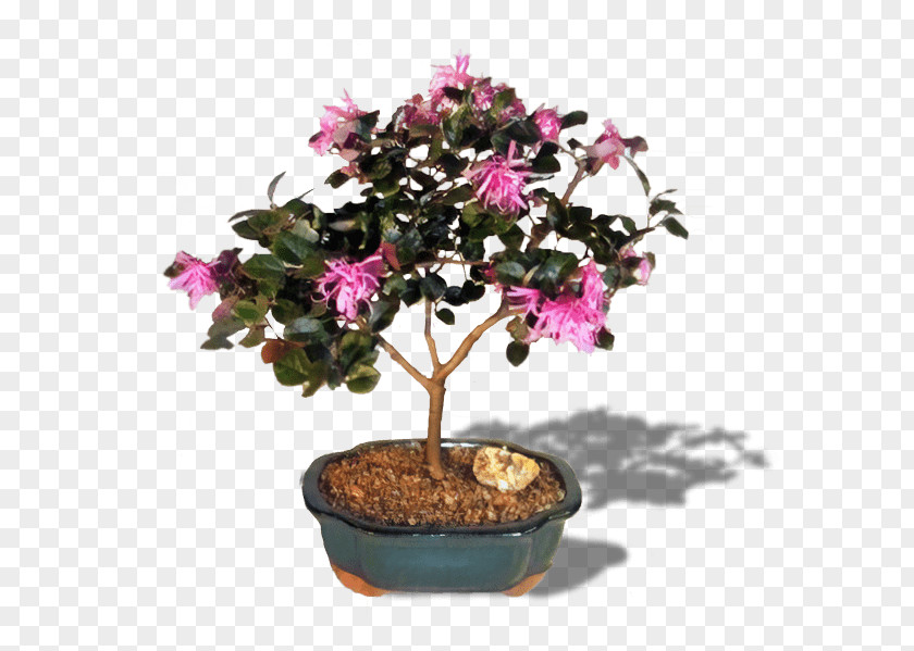 Tree Azalea Chinese Fringe Flower Sweet Plum Bonsai PNG