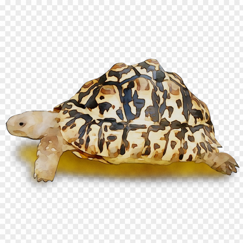 Box Turtles Tortoise Terrestrial Animal PNG