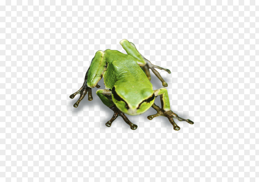 Frog Tree True PNG