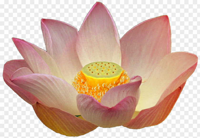 Leaf Green Electric Arches Wallpaper Nelumbo Nucifera Peach Stock Photography Clip Art PNG