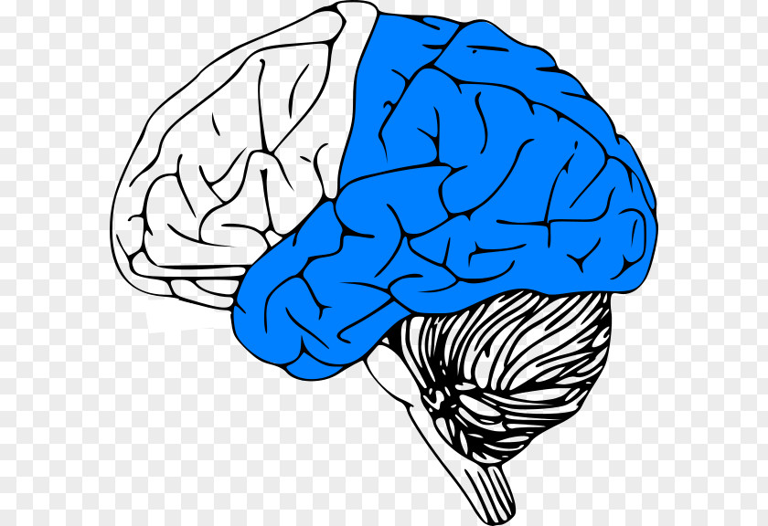 Posterior Human Brain Project Clip Art Outline Of The PNG