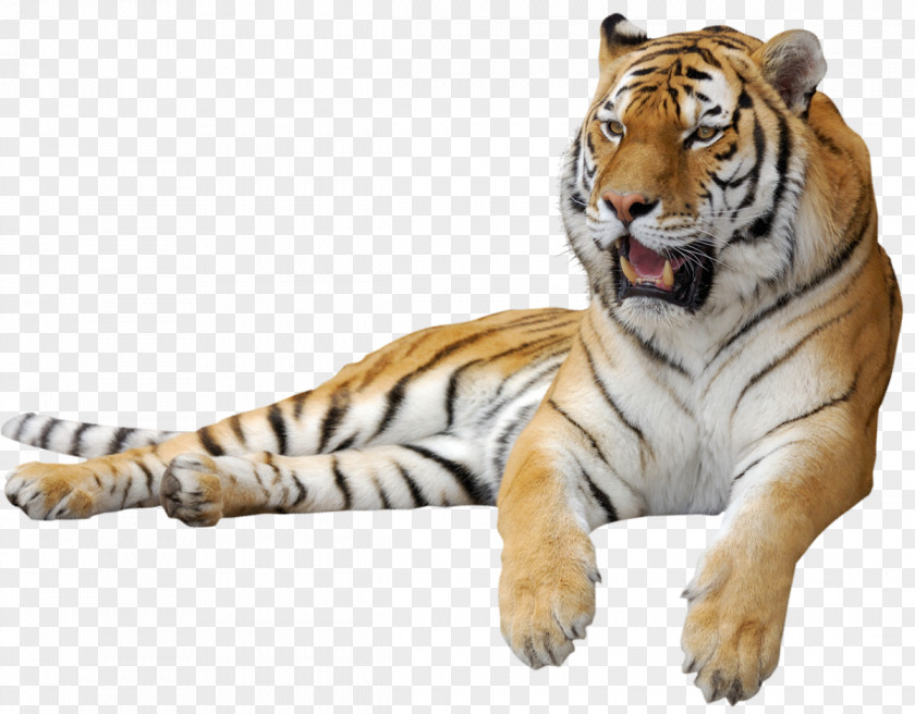 Tiger Clipart Picture Siberian Clip Art PNG