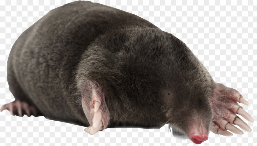 Awww Graphic European Mole Moles Royalty-free Stock Photography Stock.xchng PNG