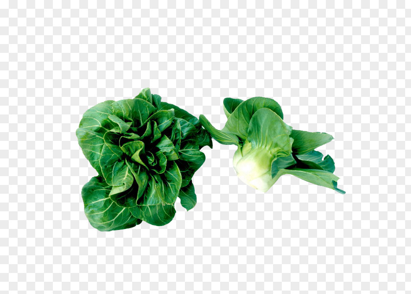 Cabbage Picture Material Soybean Sprout Vegetable Mung Bean Food Bok Choy PNG