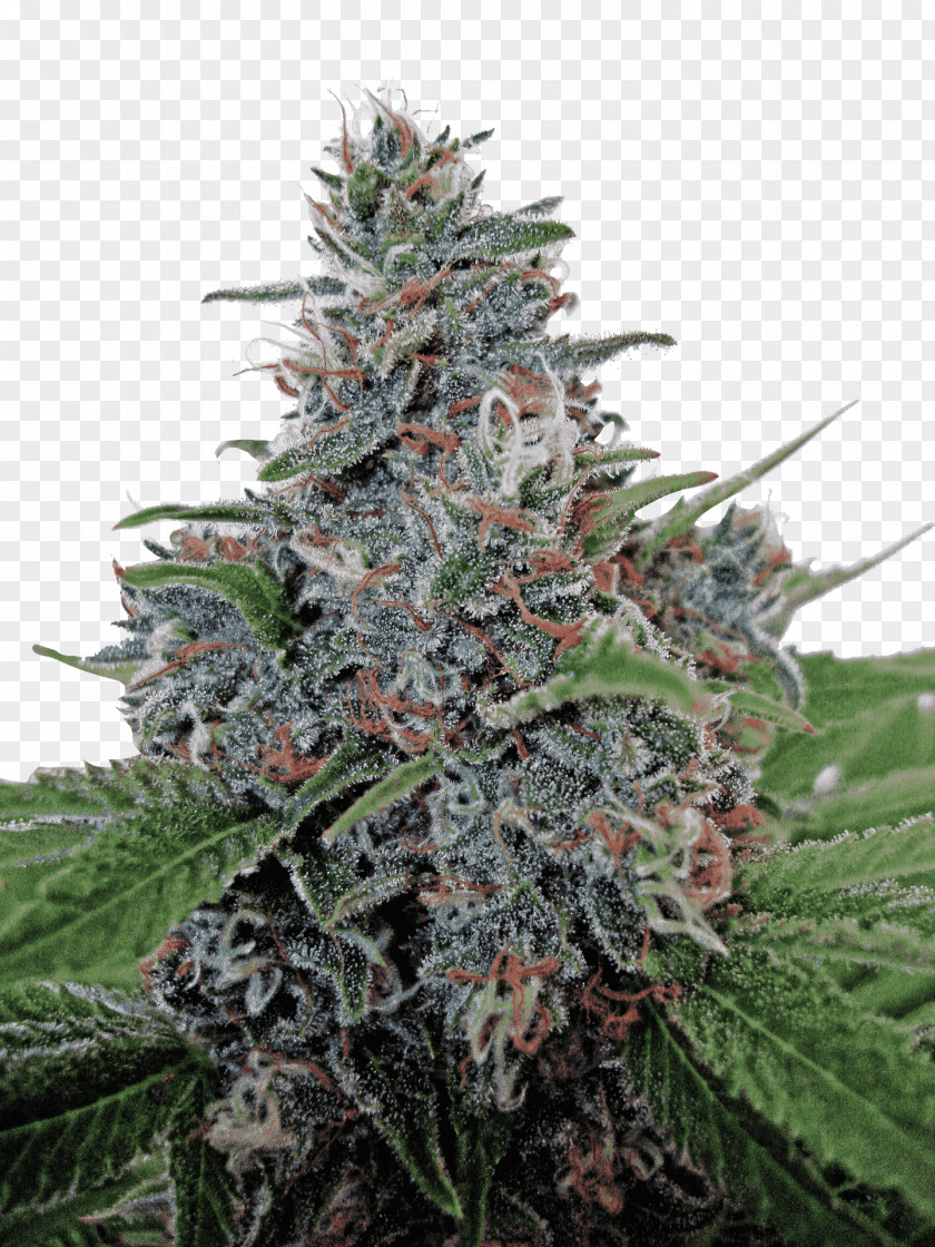 Cannabis Autoflowering Ruderalis Marijuana Sativa PNG