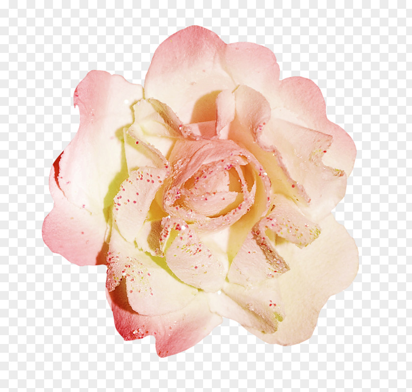 Garden Roses Cabbage Rose Floribunda Cut Flowers Petal PNG
