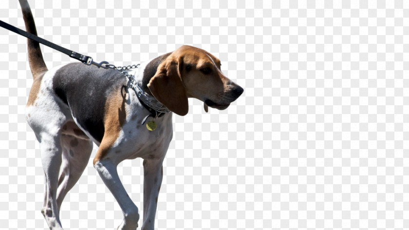 Treeing Walker Coonhound American Foxhound Black And Tan English Redbone PNG