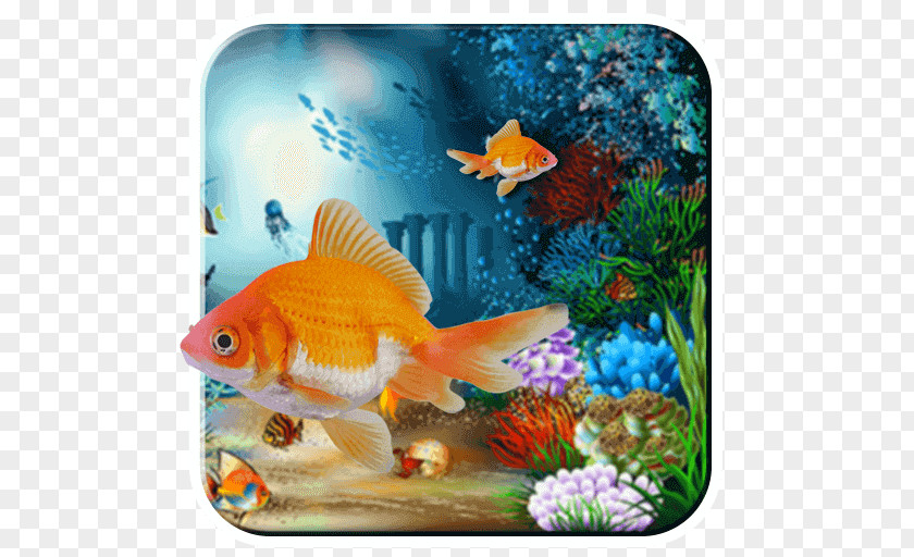 Aquarium Fish Desktop Wallpaper Sea Underwater Nature PNG