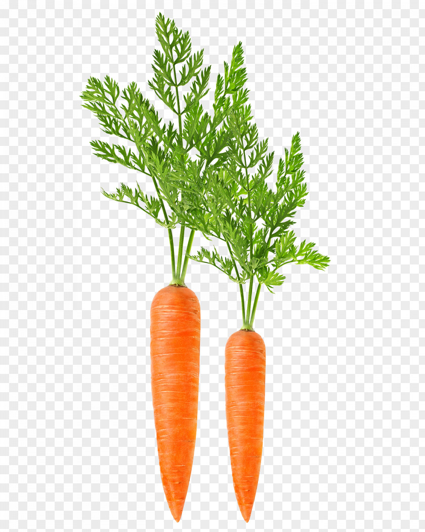 Carrots Vegetables Carrot Harvester Leaf Vegetable Food PNG