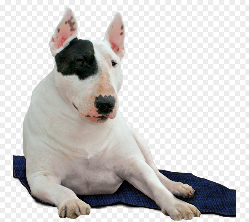 Dog Blue Cat Pet Red PNG
