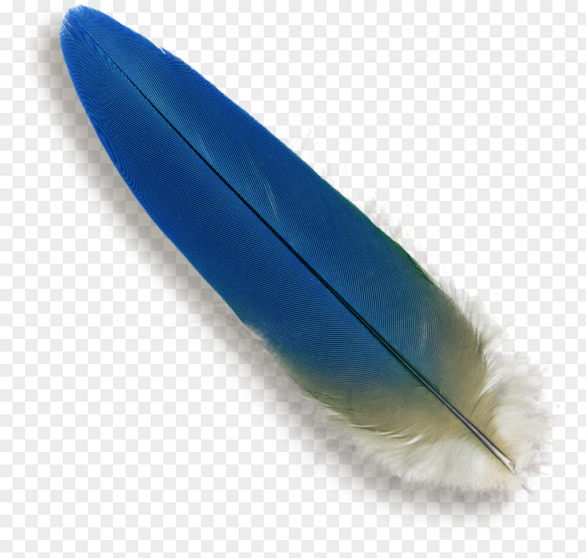 Feather Blue Parrot Bird Macaw PNG