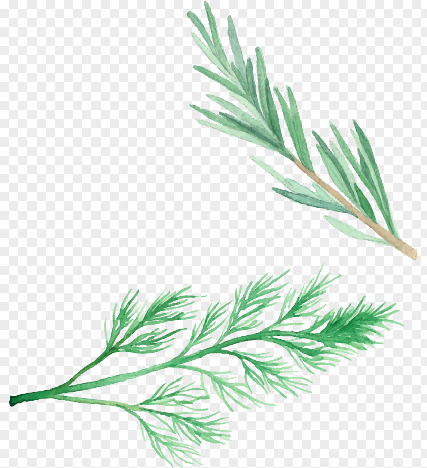 Grass Vector Graphics Image Herb Naengmyeon PNG
