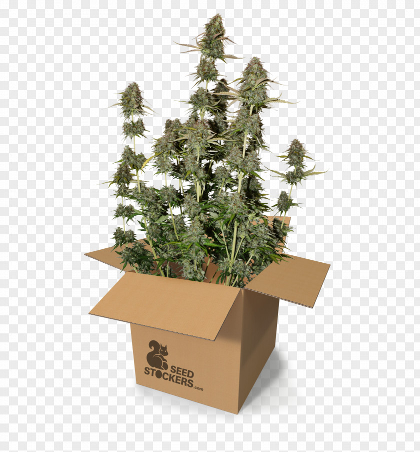 Power Plant Autoflowering Cannabis Seed Sativa Station Harvest PNG