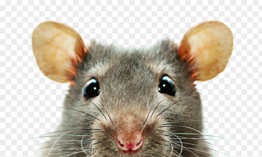 Rat Desktop Wallpaper Screensaver 1080p Display Resolution PNG