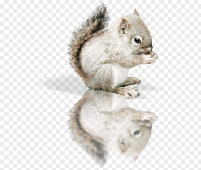 Squirrel Red Tree PNG