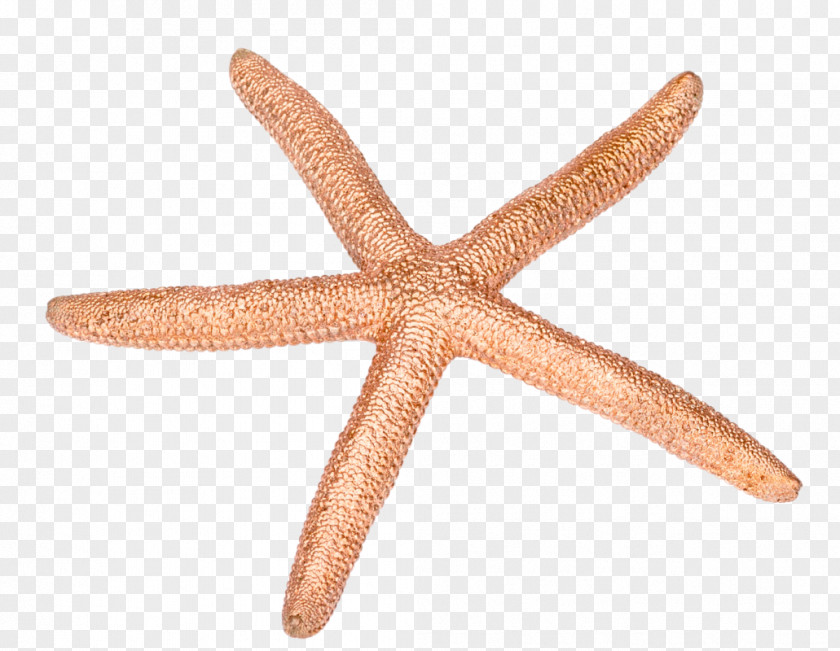 Starfish Echinoderm PNG