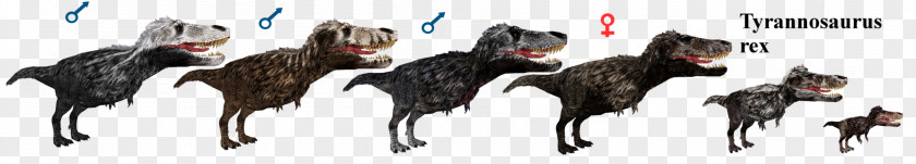 T Rex Utahraptor Allosaurus Guanlong Gigantoraptor Carcharodontosaurus PNG