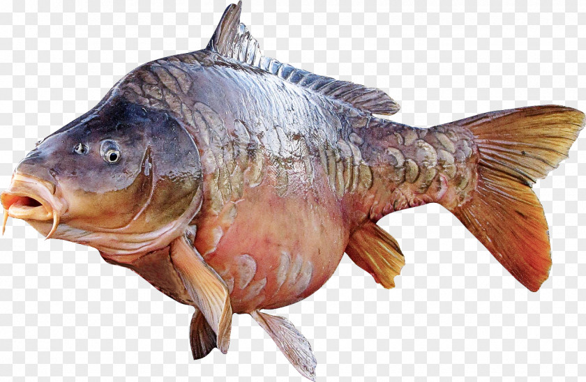 Fish Products Carp Bony-fish PNG