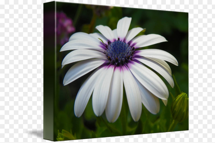 Flower Common Daisy African Daisies Seed Oxeye PNG