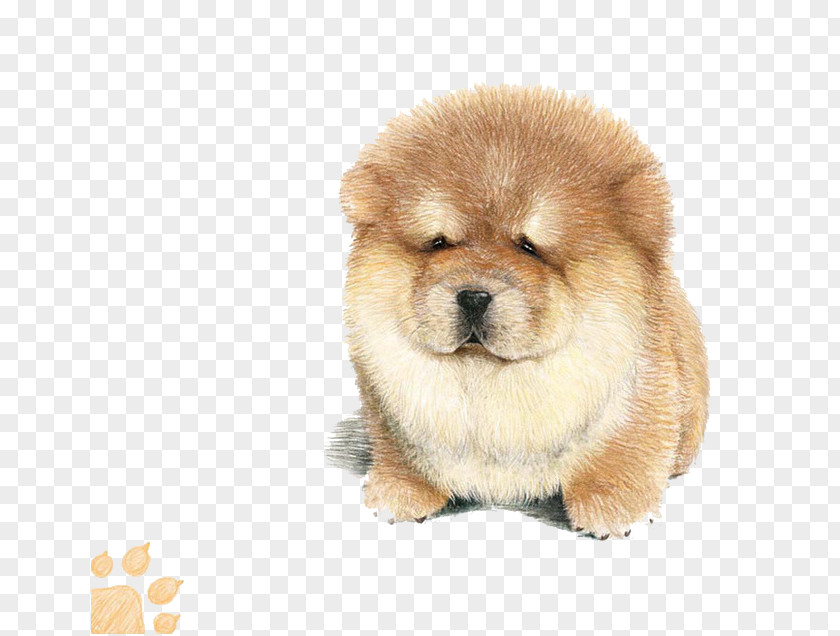 Hand-painted Puppy Golden Retriever Japanese Spitz Sapsali Bichon Frise Old English Sheepdog PNG