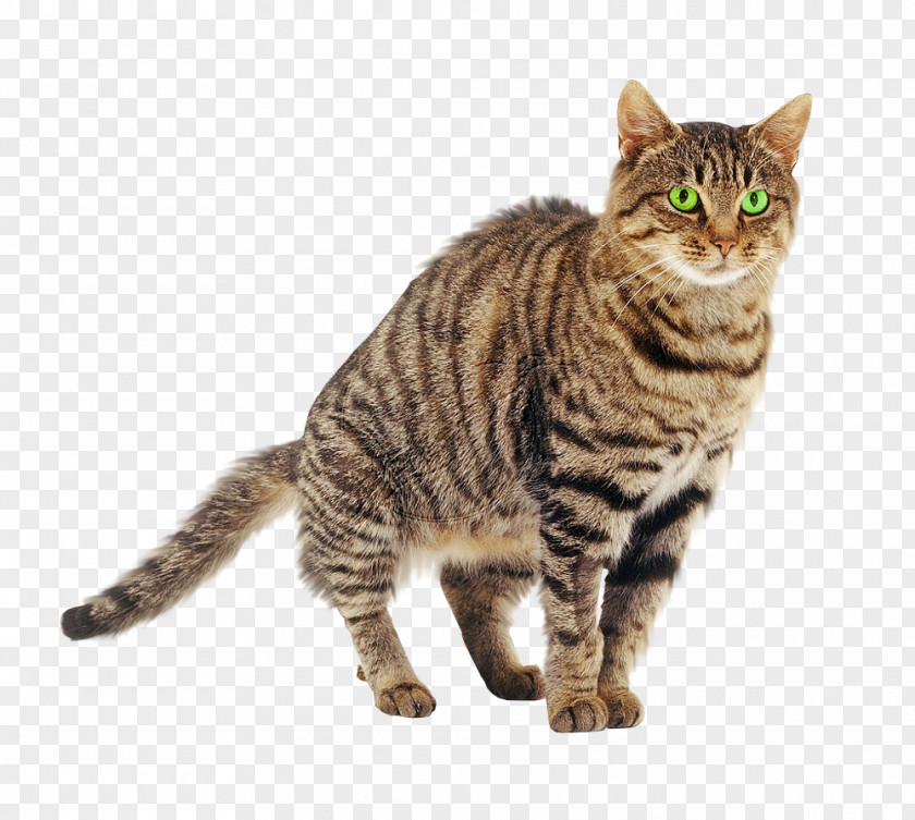 Kitten American Bobtail Shorthair Dragon Li Tabby Cat PNG